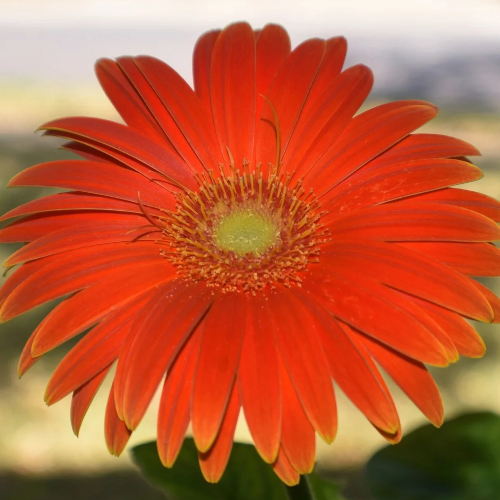 Orange Blossom