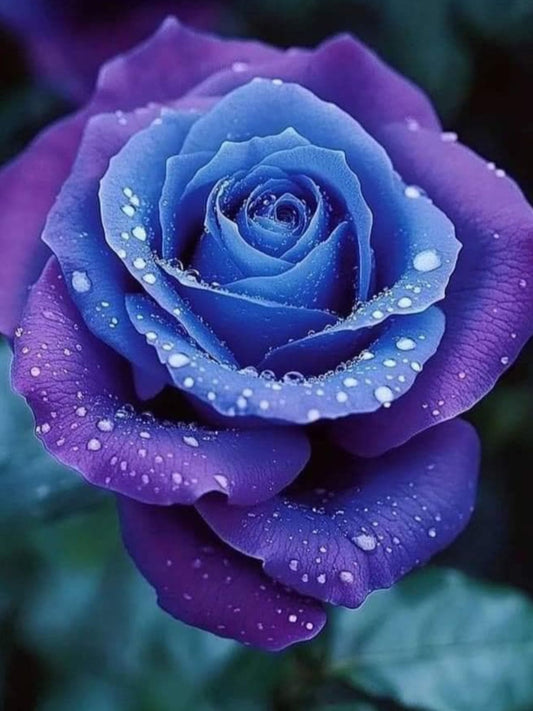 Purple Petal Perfection Diamond Painting Kit. A close-up of a beautiful rose with blue center petals and purple outer petals, covered in water droplets