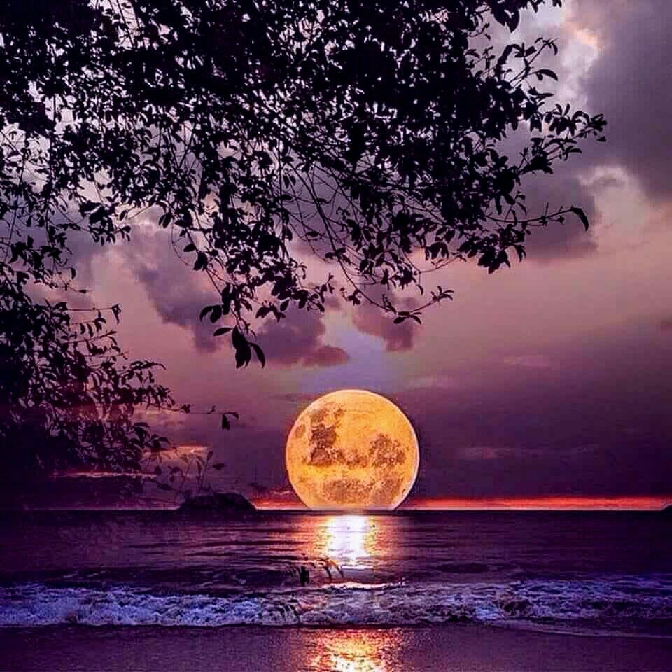 Full moon over water with tree silhouette. Diamond painting kit, night landscape