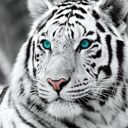 Close-up of a white tiger with blue eyes