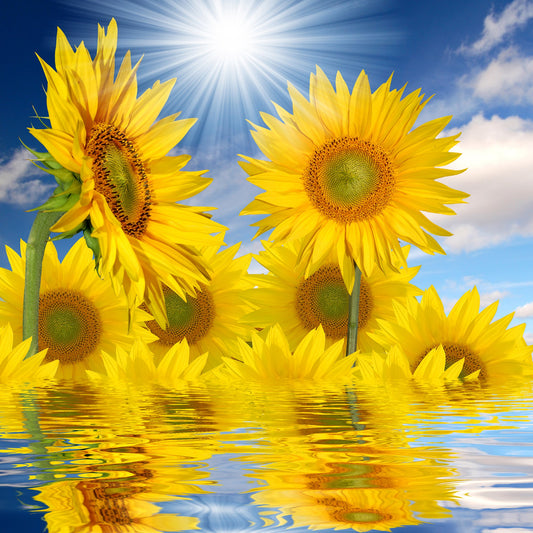 Sunflower Reflection Diamond Painting Kit. Bright yellow sunflowers with reflections on water, under a sunny blue sky