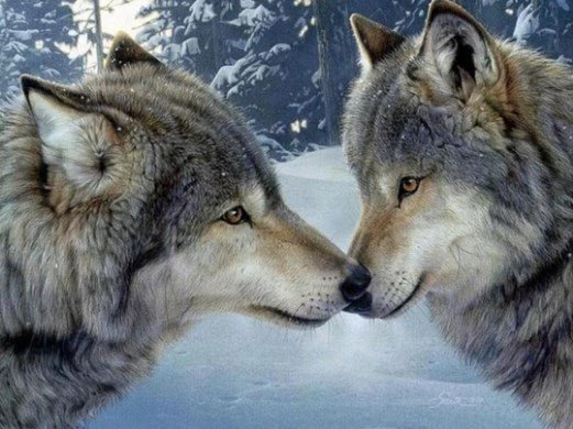 Kissing Wolves - Diamond Painting Bling Art