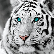 Load image into Gallery viewer, Stunning White Tiger - Diamond Painting Bling Art
