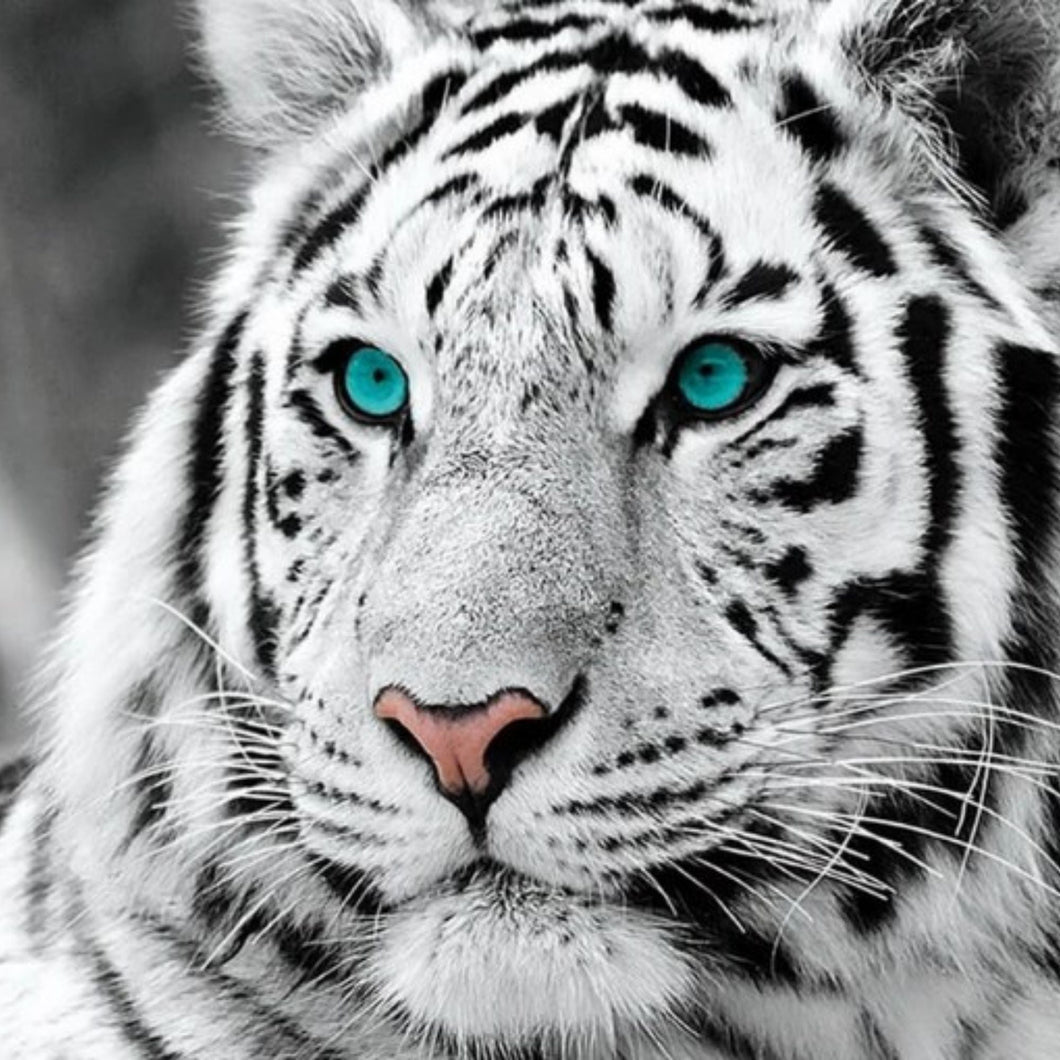 Stunning White Tiger - Diamond Painting Bling Art
